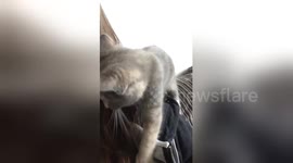 Newsflare Edit - Cute kitten snuggles and purrs