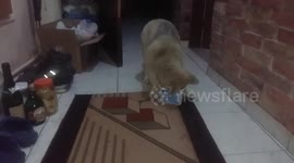 Puppy try to eat stacked food at the corner of the food bowl