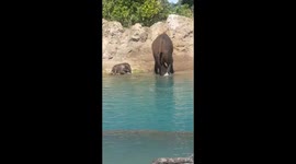 Baby elephant plays in water at Disney's Animal Kingdom