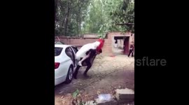 Groom tumbles down when carrying bride out of car