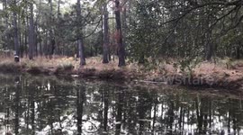 Man sneaks up on aligator