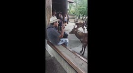 Even the deer are polite in Japan