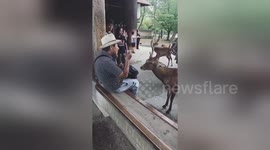 Take a bow: Even the deer are polite in Japan