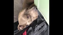 Possessed dog dreaming