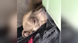 Newsflare Edit - Possessed dog dreaming