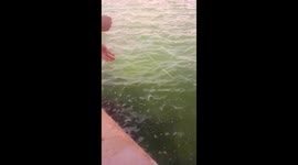 Catching Stone Crabs in Key West, Florida