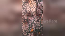 Newsflare Edit - Catching Stone Crabs in Key West, Florida
