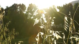 Slow motion of high grass by the river on sunset