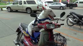 Bull terrier rides on motorbike