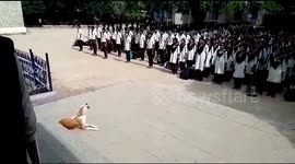 Stray dog sings Indian national anthem with school children every day