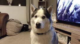 Talking Siberian Husky saying “I Love You!”