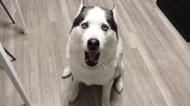 Talking Siberian husky says to owner: 'I love you'