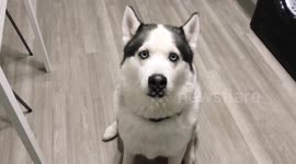 Newsflare Edit - Talking Siberian husky tells his owner he loves her