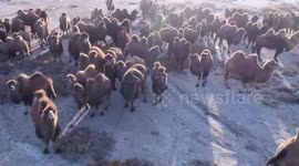 Hundreds of camels run on snow-covered Gobi Desert