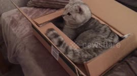 Flatpack cat!