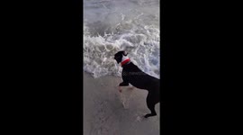 Excited Boxer learns body surfing