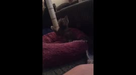 Confused Kitten plays with feather