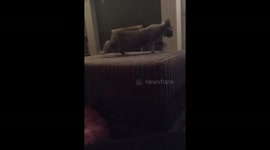 Cute Kitten plays with feather