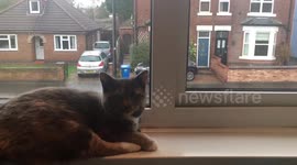 Grumpy Cat watches the world go by
