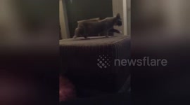 Newsflare Edit - Cute Kitten plays with feather