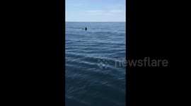 30+ Foot Basking Shark Hits Boat Off of US Coast