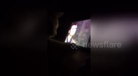 Newsflare Edit - Cat loves Doctor Who/David Tennant