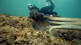 Diver gets inked by octopus