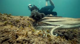 Florida diver gets inked by octopus