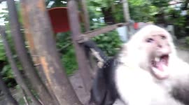 Monkey jumps at tourist's camera