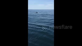 Huge basking shark hits boat off US coast