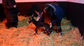 Too cute! Adorable UK donkey attempts first steps but face plants