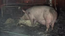 Pig calmly dines in ablaze house