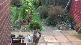 Cat braves Storm Eleanor