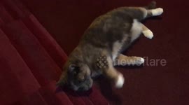 Gymnast Cat poses for the camera