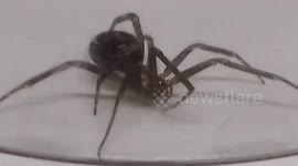 Steatoda grossa False Widow Spider