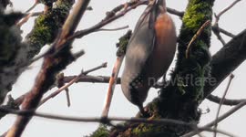 Nuthatch garden bird pecking at a nut in tree.