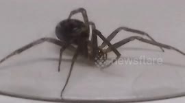 False Widow Spider