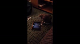 Kitten plays with iPad