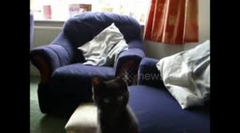 Kitten tries to hunt balloon