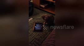 Newsflare Edit - Kitten plays with iPad