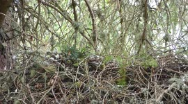 Buzzard Chick nearly poops on me from its nest.