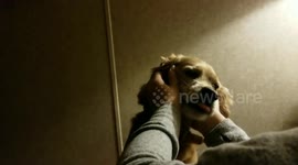 Dog wakes up owner to go outside
