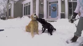 Puppy's first snow day