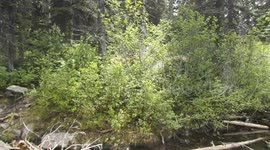 Fishing on a rock when a huge deer tries to come onto the rock and scares us.