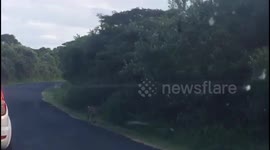 Leopard on the way to favorite fishing spot