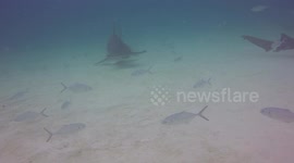 Close Encounter with a Large Hammerhead Shark