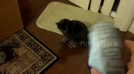 Grey kitty freaks out at the sight of a new toy