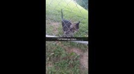 Random skinny kitty with ugly meow encountered on jog