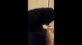 Black kitty attacking duvet