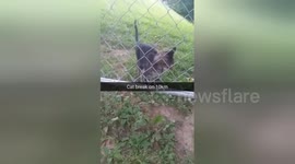 Newsflare Edit - Random skinny kitty with ugly meow encountered on jog